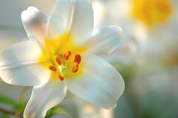 Floral photographs, nature photographs
