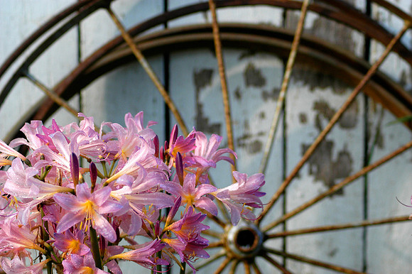 Floral photographs, nature photographs