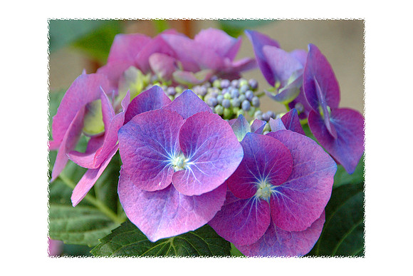 Floral photographs, nature photographs