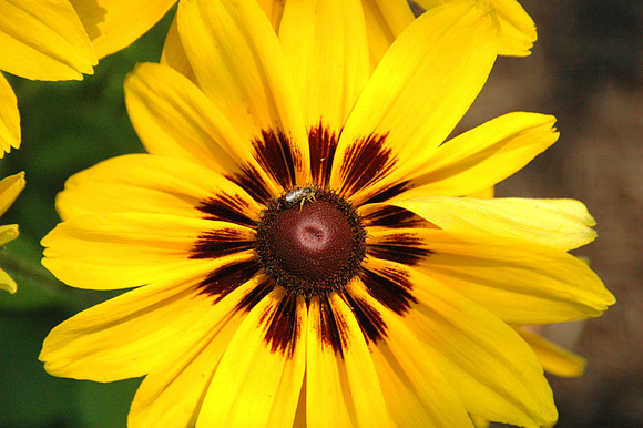 Floral photographs, nature photographs