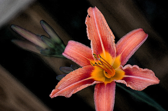 Floral photographs, nature photographs