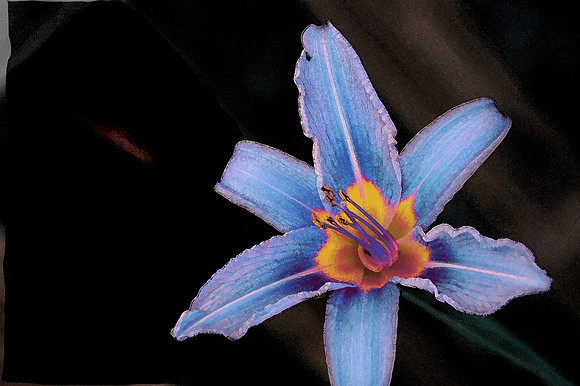 Floral photographs, nature photographs