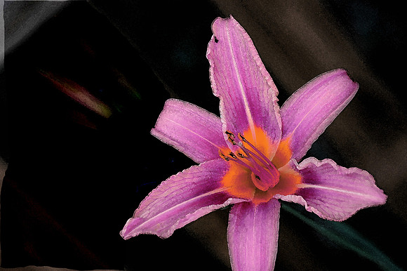 Floral photographs, nature photographs