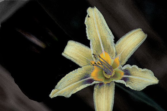 Floral photographs, nature photographs