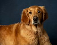 , Pet Photography, Pet Photos, Dog Photos, Pet Portraits, Dog Portraits, Professional Photographer
