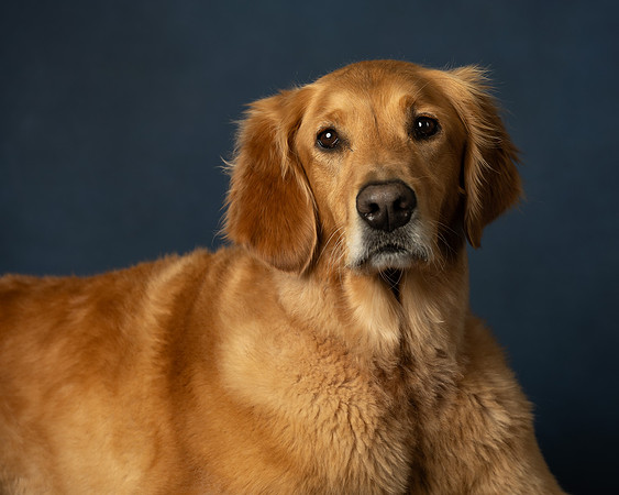 , Pet Photography, Pet Photos, Dog Photos, Pet Portraits, Dog Portraits, Professional Photographer