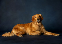 , Pet Photography, Pet Photos, Dog Photos, Pet Portraits, Dog Portraits, Professional Photographer