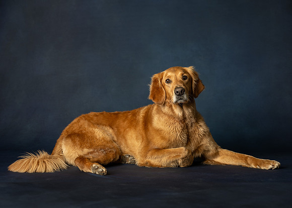 , Pet Photography, Pet Photos, Dog Photos, Pet Portraits, Dog Portraits, Professional Photographer