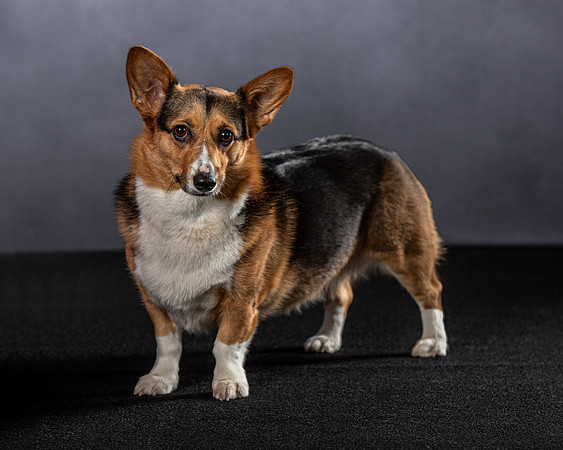 , Pet Photography, Pet Photos, Dog Photos, Pet Portraits, Dog Portraits, Professional Photographer