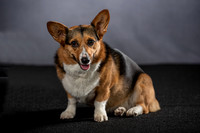 , Pet Photography, Pet Photos, Dog Photos, Pet Portraits, Dog Portraits, Professional Photographer