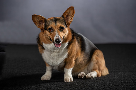 , Pet Photography, Pet Photos, Dog Photos, Pet Portraits, Dog Portraits, Professional Photographer