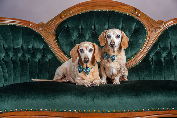 , Pet Photography, Pet Photos, Dog Photos, Pet Portraits, Dog Portraits, Professional Photographer