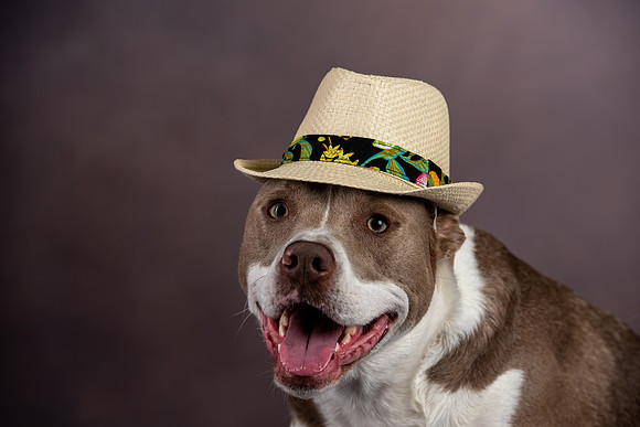 , Pet Photography, Pet Photos, Dog Photos, Pet Portraits, Dog Portraits, Professional Photographer