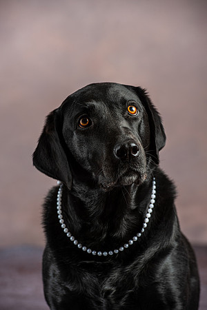 , Pet Photography, Pet Photos, Dog Photos, Pet Portraits, Dog Portraits, Professional Photographer
