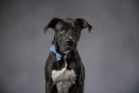 , Pet Photography, Pet Photos, Dog Photos, Pet Portraits, Dog Portraits, Professional Photographer